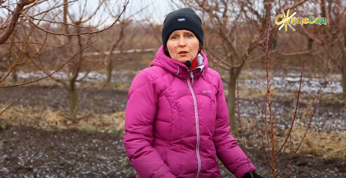 Олена Кіщак розповідає, що робити, якщо посадили персик аж у травні